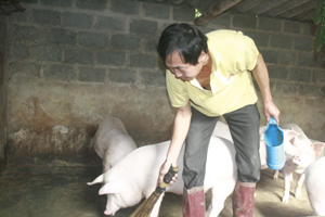 Được hỗ trợ vốn vay phát triển kinh tế, hộ gia đình anh Hà Văn Hợp, xóm Vãng, thị trấn Mai Châu phát triển mô hình nuôi lợn thịt quy mô lớn mang lại hiệu quả kinh tế cao.